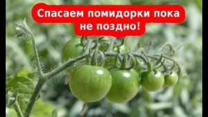 Фитофтора помидор, гнили? Как спасти урожай после длительных дождей?
