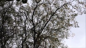 Honey locust (Gleditsia triacanthos) - canopy - October 2017