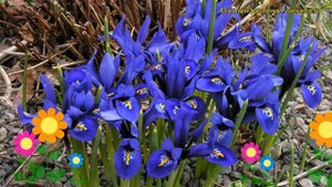 Ирис сетчатый Гармония. Краткий обзор, описание характеристик iris reticulata Harmony