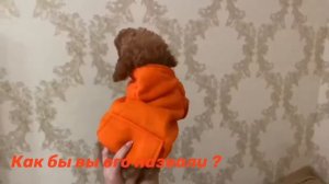 Мальтипу купить щенок мини играет Maltypoo