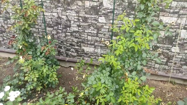 Обрезаем молодые плетистые розы 2х и 3х лет после цветения летом.
