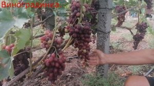 Виноград Малиновый Звон 2021г