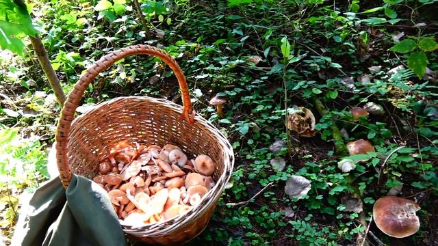 ОСЕННИЕ ОПЯТА И ПОЛЯНА БЕЛЫХ ДЛЯ СОСЕДА, ПОДМОСКОВЬЕ 2020 смотреть онлайн