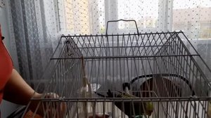 VLOG: Купили попугая девочку...