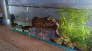 Как ухаживать за тритонами