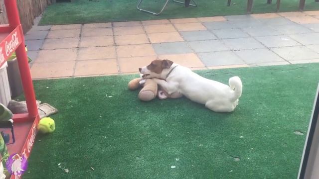 Собака провинилась ► Джек Рассел Терьер устроил беспорядок ? 033 серия смотреть онлайн