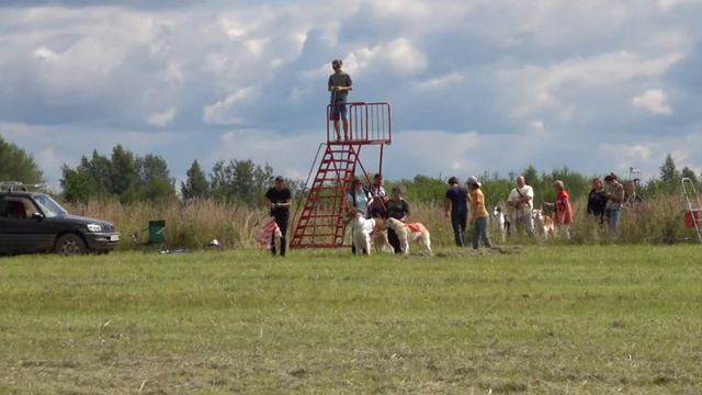 Русские Псовые Борзые все забеги. ЧРКФ-CACL, Ярославль 2020 смотреть онлайн