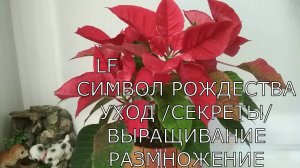 Комнатные растения - Пуансеттия как возобновить цветение Секреты выращивания.