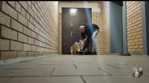 Корги на скейте, научиться кататься - легко