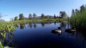 Хохлатая чернеть. Кандалакшский заповедник