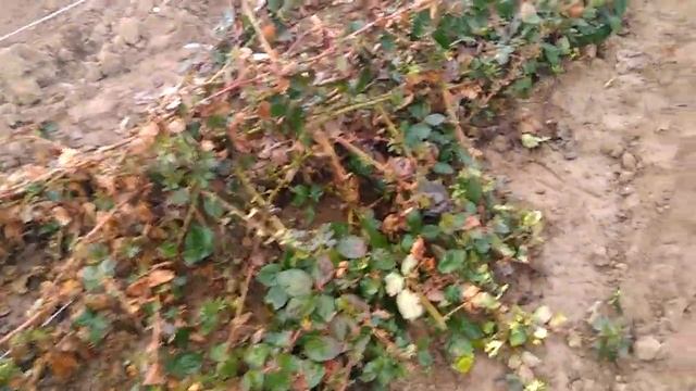 Ежевика. Разные укрывные сорта. Внешний вид после зимы. смотреть онлайн