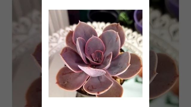 Tão rosa🌹#echeveria#suculenta#crassula#sedum#flor#cacto#cactos#suculove смотреть онлайн