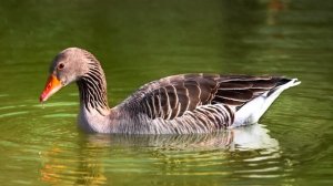 Изучаем домашних животных и их голоса для детей. Викторина