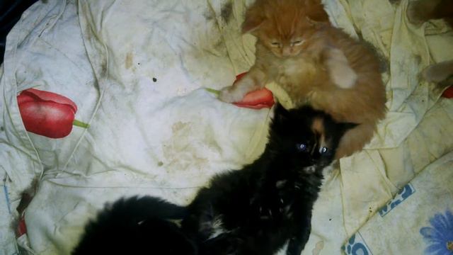 Тайная жизнь маленьких котят Мейн-кунов или Как стать сильной и наглой смотреть онлайн