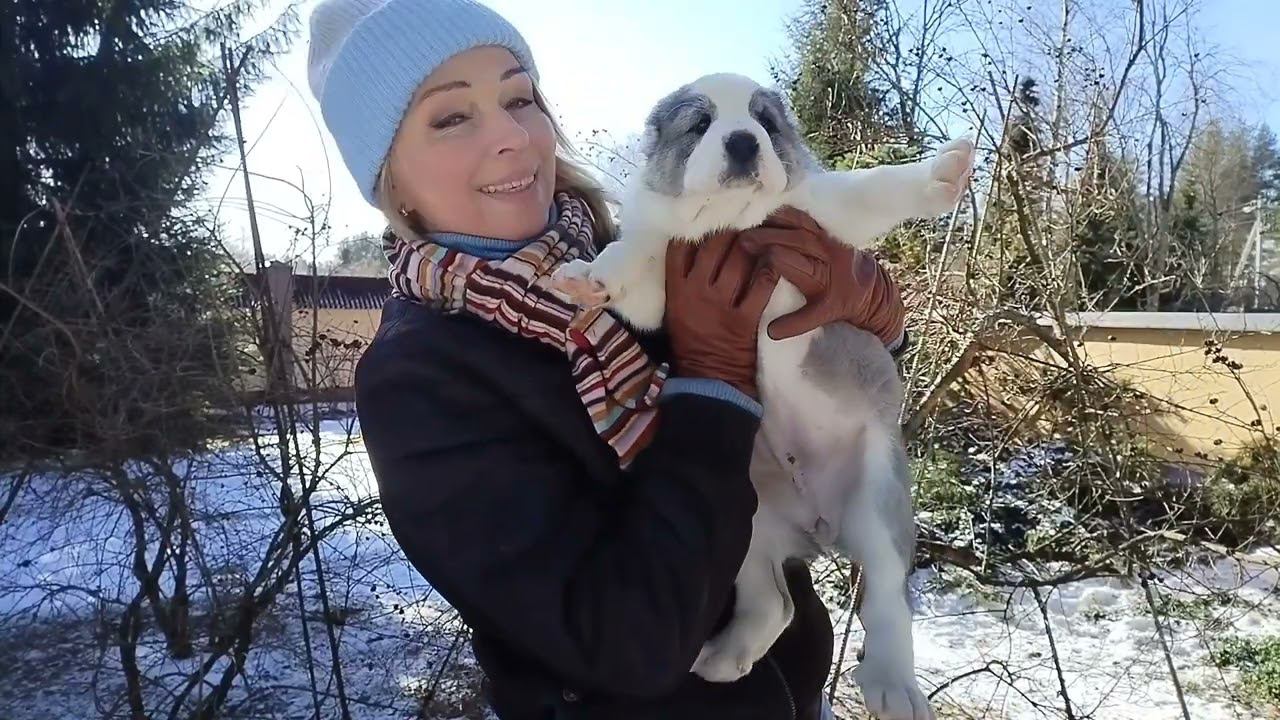 Как научить щенка не подбирать пищу с земли. смотреть онлайн