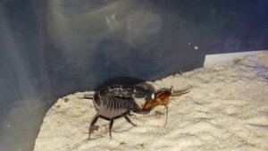 Androctonus bicolor with a great takedown