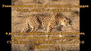 アジアチーターは家畜を襲う　Азиатский гепард нападает на домашний скот