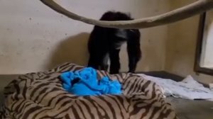 Самке шимпанзе вернули её новорожденного малыша!