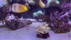 После лечения Аквариума флуконазолом хетаморфа и нитка мелкая растворилась