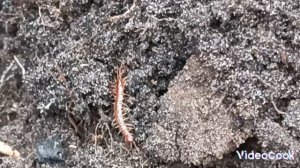 Вся правда о приборном поиске. О чëм молчат копатели? Отсутствие результата - тоже результат.mp4