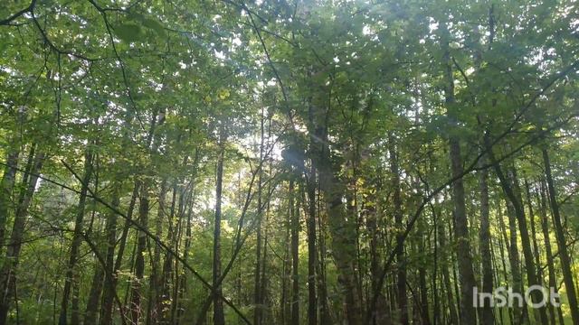 Лесная видеозарисовка #20/Горски видео скица #20/Forest Video Sketch #20 4K📹 05.07.2023 #лес #natur