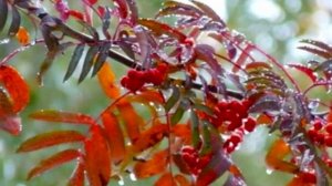 Проказница Осень