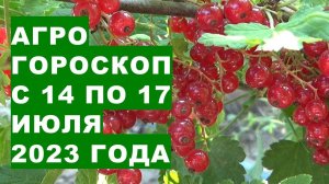 Агрогороскоп с 14 по 17 июля 2023 года. Агрогороскоп з 14 по 17 липня 2023 року