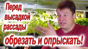 Перед высадкой рассады томатов сделайте так, и рассада вас отблагодарит ранним урожаем