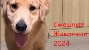 Приколы с животными! | КОТЯРА