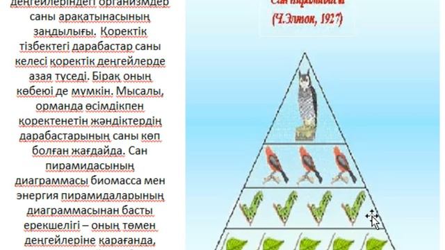 Экологиялық пирамидадағы зат және энергия алмасу 2 сабақ