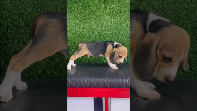 Beagle male puppy available / royal pet world / 8291737063 /Navi MUMBAI