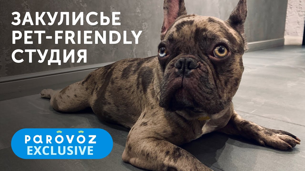 «Закулисье» студии «Паровоз» | Pet-friendly студия