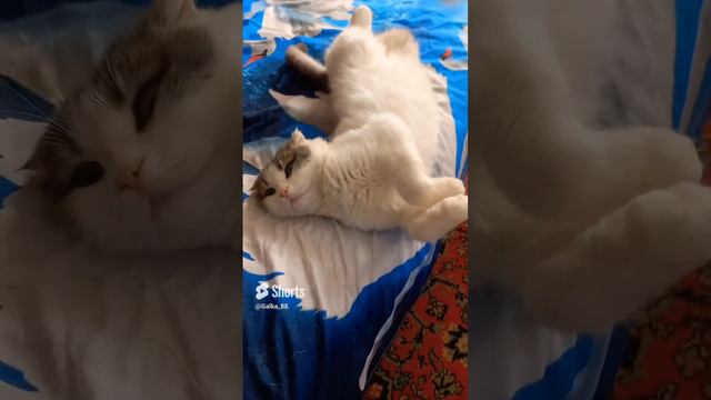 #любовьмоя