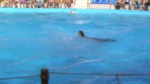 Танцующие дельфины