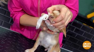 Как приучить собаку чистить зубы. Доброе утро. Фрагмент выпуска от 31.01.2023