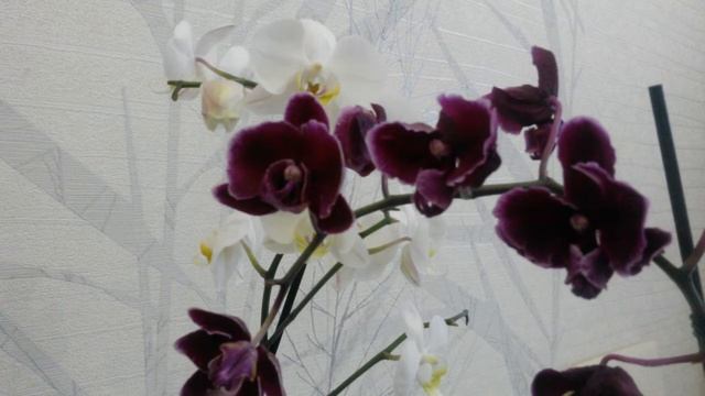 Мои новые орхидеи. Кто знает как они называются? смотреть онлайн