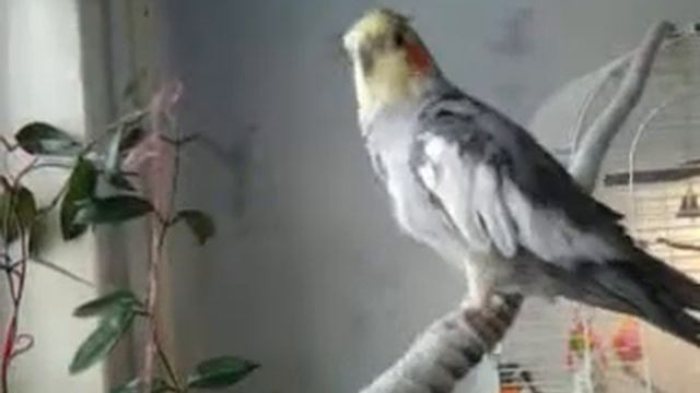 Корелла кусается смотреть онлайн