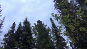 116 часть - НОДЬЯ ночной костер - Утро 12 ДЕВСТВЕННАЯ ТАЙГА Тушенка Разбираем ШАЛАШ Рыбалка Охота