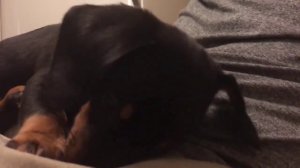 Щенок икает