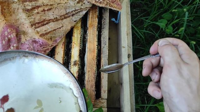 ЛЕГКО подсаживаю неплодных маток. 10 маток за 2 минуты) 19.06.2021 смотреть онлайн