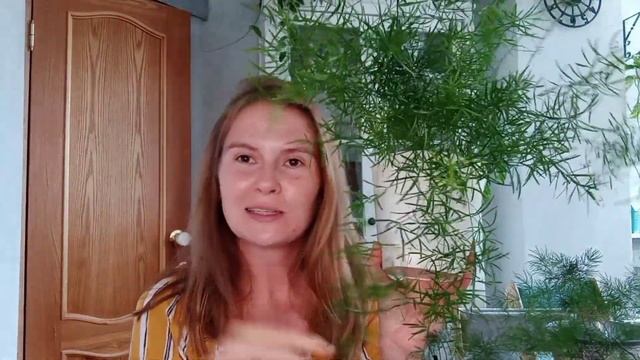 АСПАРАГУС. Уход и содержание/ Обзор сортов и видов аспарагуса/Комнатная спаржа