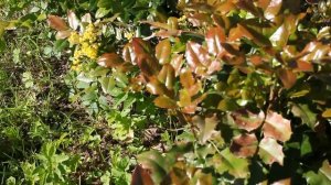 Магония ползучая - хорошо зимует, отлично цветет и декоративна круглый год.