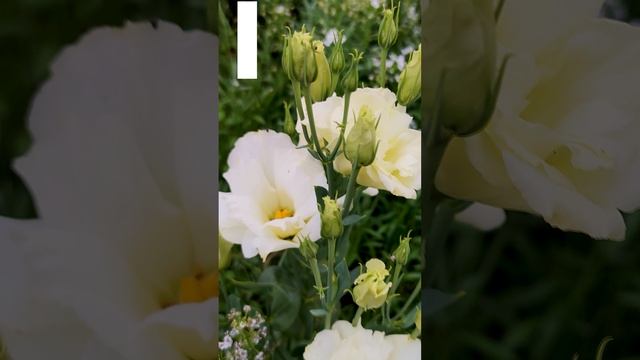 Эустома или Лизиантус (Eustoma).?