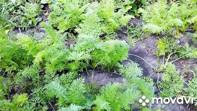 Что посеять в июле??Посейте морковь ?? смотреть онлайн