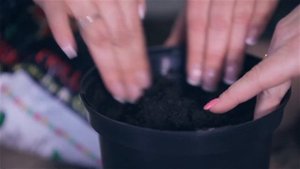 Как выбрать саженцы и как сохранить растения до посадки в грунт?