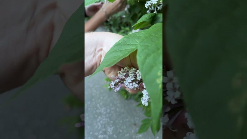 Шесть