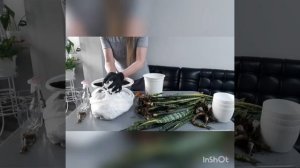 Сансевиерия/Пересадка и размножение путём омоложения растения.