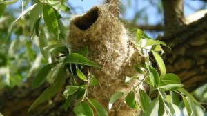 Биосфера. Кто строит такое гнездо? Ремез. Редкая маленькая птичка.