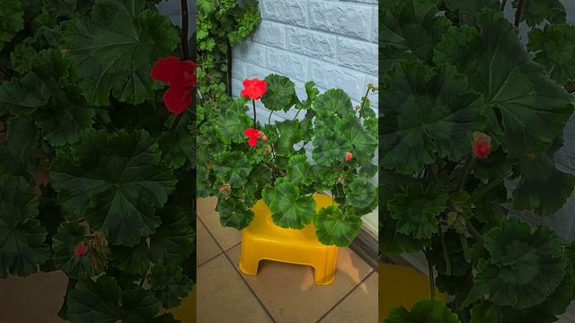 제라늄 조날틱 패밀리 смотреть онлайн