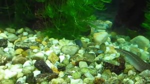 Стерлядь в аквариуме  Aquarium sturgeon